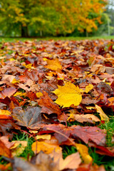 Fall foliage colours in landscaped parkland in natural tree setting