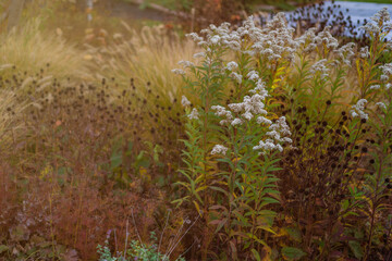 dried light brown hydrangea flower heads in a sunny late autumn garden concept of fall decor, nature photography, garden design
