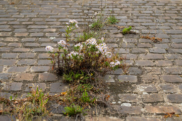 Resilience on the Cobblestones