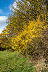 Autumn's Golden Edge