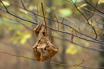 Last Leaves of Autumn
