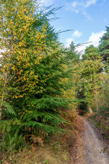 A forest path in autumn. 
