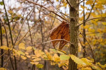 A Fallen Leaf's Last Stand