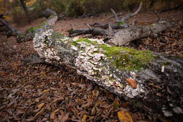 Decomposition in the Autumn Forest