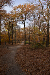 Autumn Path Through the Woods