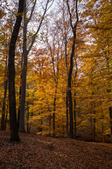 Golden Light Through Autumn Trees