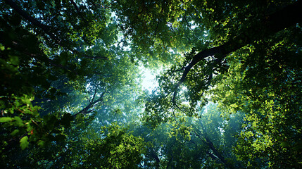 Fototapeta premium Lush green forest canopy with sunlight filtering through leaves, creating a serene atmosphere and showcasing vibrant foliage in a tranquil natural setting