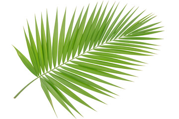 Obraz premium Green Palm Leaf Branch Isolated on Transparent Backdrop