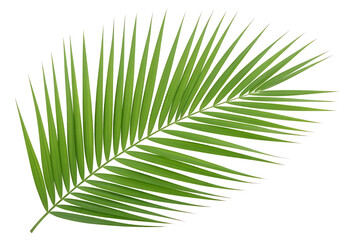 Obraz premium Tropical Green Palm Leaf Branch on Transparent Image