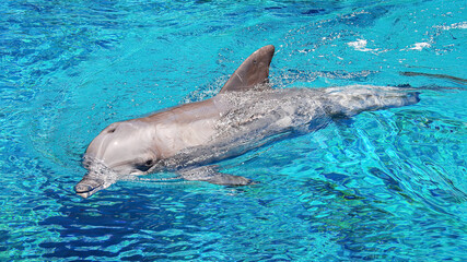 A Bottlenose Dolphin swimming at a nature reserve.