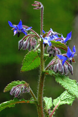 Borage