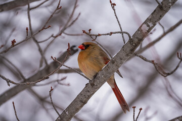 Female Cardinal