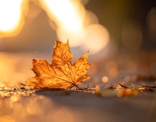 A maple leaf lit by golden hour sun lies on a textured surface with bokeh