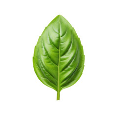 Obraz premium Vibrant green basil leaf, dew-kissed, crisp edges, visible veins, transparent studio background with copy space, high-key overhead shot, concept of organic purity and growth