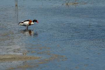 Common Shelduck (Tadorna tadorna) in the wetlands of Parc natural de s'Albufera de Mallorca (Muro, Spain)
