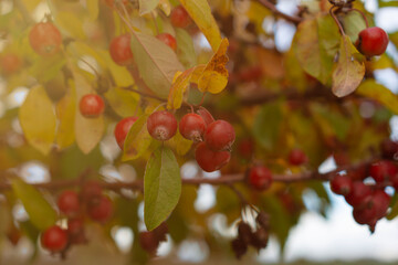 small red crabapples or paradise apples on a sunlit branch with autumn leaves concept of fall harvest, natural food, seasonal gardening