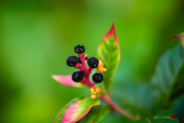 Macro texture of the pokeweed plant in the jungle