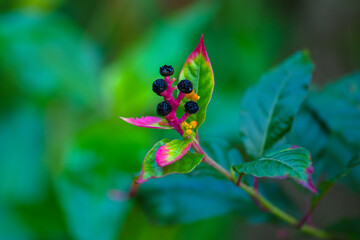 Macro texture of the pokeweed plant in the jungle