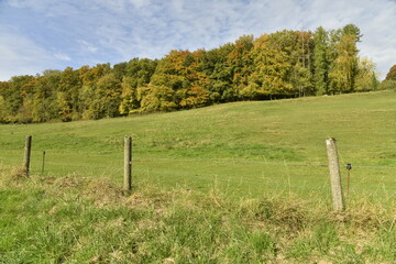 Fototapeta premium La forêt en automne le long d'une prairie sur une colline à Sosoye (Anhée-Dinant)