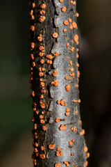 Coral Spot Fungus on a dead branch, in February, United Kingdom