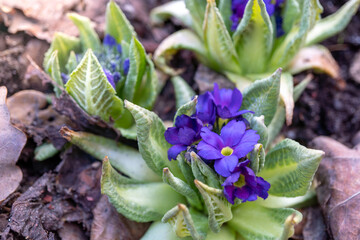 Vibrant purple primrose blooms among green leaves in garden setting