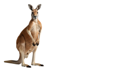 Powerful adult red kangaroo with muscular build, rich reddish-brown fur, standing upright, confident gaze, against blurred corporate background with copy space, market leadership concept