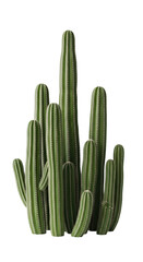 Multiple healthy vibrant green columnar cacti of varying heights, isolated on a transparent studio background with ample negative space, concept of natural growth, stability, and innovation