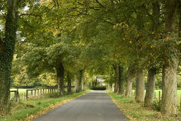 Route sous de gros platanes en automne près de l'abbaye de Maredret à Anhée (Dinant)