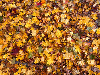 Ground covered with colorful autumn leaves in shades of yellow, orange, brown, and a few green and red tones, creating a vibrant seasonal texture.