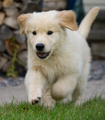 Golden Puppy Running