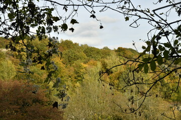 Branchage devant une forêt aux couleurs automnales à Sosoye (Anhée-Dinant)