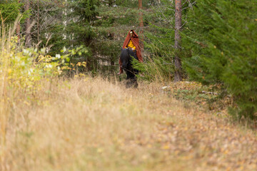 Obraz premium Icelandic horse ghostrider