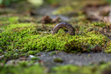 Low-angle, atmospheric close-up showing a rusted metal loop emerging from a carpet of bright green moss growing on a flat, textured gray surface, with soft background blur