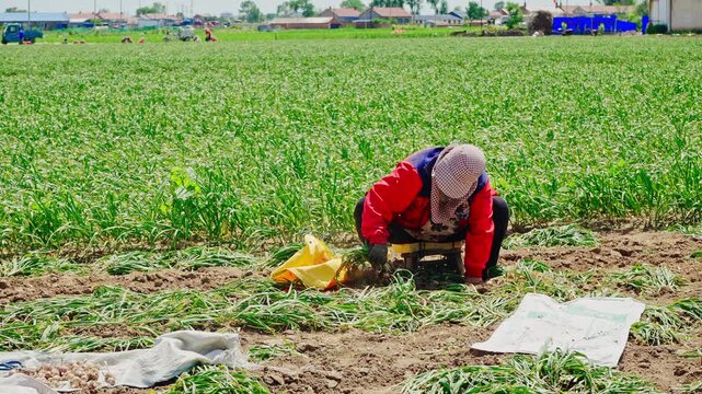 Farmers harvesting single-clove garlic outdoors in the countryside
