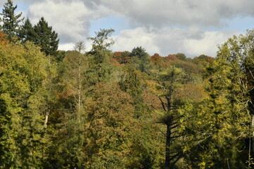 Beauté de l'automne d'une forêt au parc du domaine de l'abbaye de Maredsous à Anhée (Dinant) 