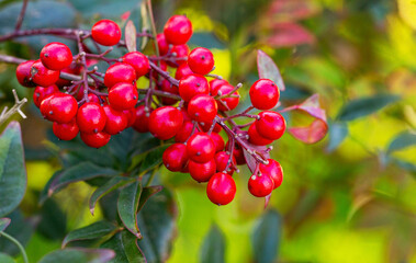 Vibrant clusters of red berries hang from lush green foliage, showcasing the beauty of nature in a close-up shot, highlighting seasonal abundance and natural colors