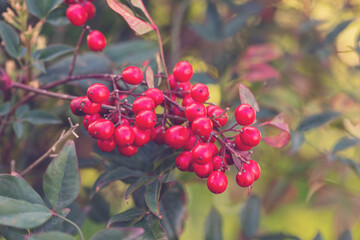 Vibrant red berries clustered on green foliage, showcasing nature's beauty and seasonal charm, perfect for botanical illustrations and natural decor concepts