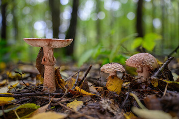 White inedible mushroom with gills growing in a deciduous forest, most likely a grey amanita.
