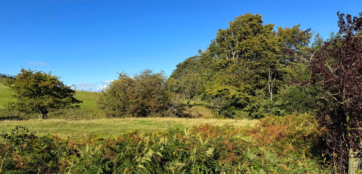 A bright, sunny day captures a landscape filled with lush green trees and an expansive blue sky. Dense foliage covers the foreground, creating a peaceful, rural scene near, Ilkley, Yorkshire, UK