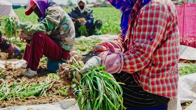 Farmers harvesting single-clove garlic outdoors in the countryside