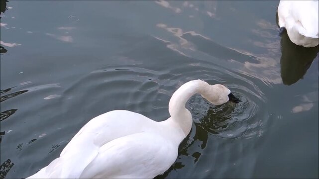 White trumpeter swan (Cygnus buccinator) swimming and drinking water in a river, The heaviest living bird native to North America, it is also the largest extant species of waterfowl