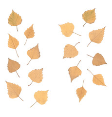 Obraz premium Autumn birch leaves isolated on white background, dried yellow foliage scanned and arranged for botanical herbarium collection, eco natural design, seasonal decoration, and flat lay compositions
