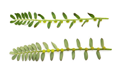 Phyllanthus niruri branch green leaves ans fruits isolated on white background.top view.