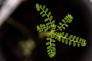 Phyllanthus niruri branch green leaves ans fruits on natural  background.top view.