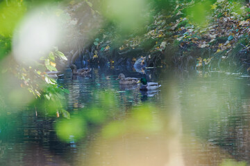 A wild duck is swimming on the water behind deciduous trees.

