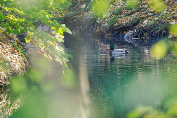 A wild duck is swimming on the water behind deciduous trees.
