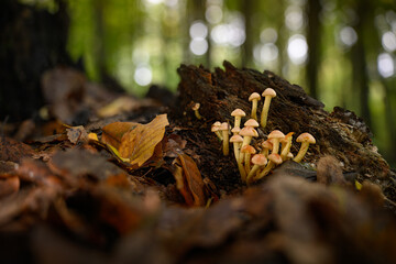 Small yellowish mushrooms with gills growing in a cluster in a deciduous forest.
