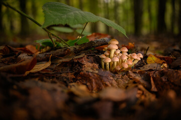 Small yellowish mushrooms with gills growing in a cluster in a deciduous forest.
