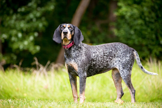 A Bluetick Coonhound dog standing outdoors