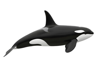 Obraz premium isolated killer whale , Orca animal mammal whale